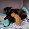 Barn/Colony/Working Cat - Baytril photo 2