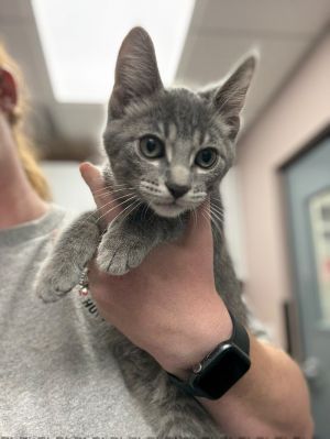 Tamale, Young Male Domestic Short Hair