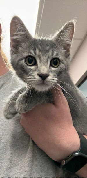 Guac, Young Male Domestic Short Hair