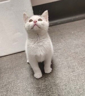 Pookie, Young Female Domestic Short Hair