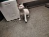 Pookie photo 2