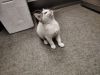 Pookie photo 3