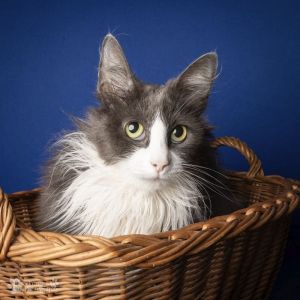 Bella Domestic Medium Hair Cat