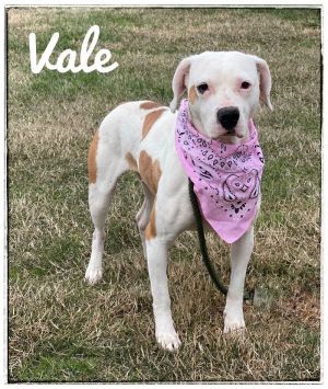 Meet Vale Vale is a sweet 45-year-old BoxerPointer mix who just wants a second chance at love Sh