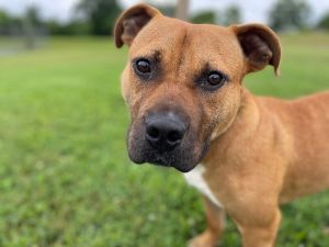 Coco is a nine-month-old buckskin Pit Bull Terrier mix She weight 47 pounds and is full of puppy hi