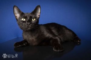 Pepper Domestic Short Hair Cat