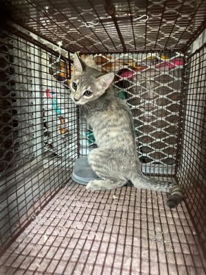 Vons, Baby Female Domestic Short Hair