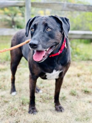 Meet Hallie She is a 4-year-old Labrador Retriever mix She is fully grown at about 80 pounds thou