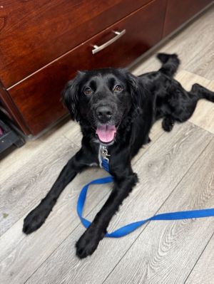 Maggie Flat-Coated Retriever Dog