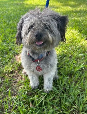 Meet Gus the happy go lucky Schnoodle pup with the wagiest of tails Gus is a 15 pound 1 year