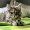 Coriander photo 2