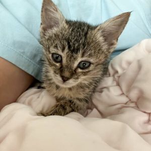 Recycle, Young Male Tabby