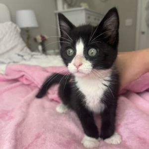 Dixie, Young Female Domestic Short Hair