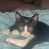 Dixie photo 3