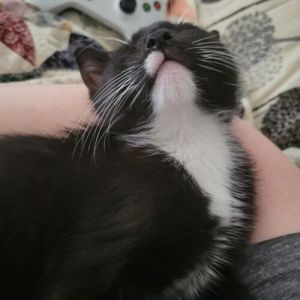 Bayliner, Young Female Tuxedo