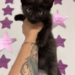 Boogie Board, Young Male Domestic Short Hair