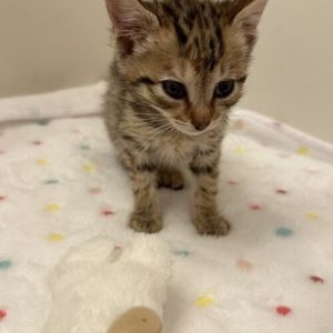 Red Beet, Young Female Tabby