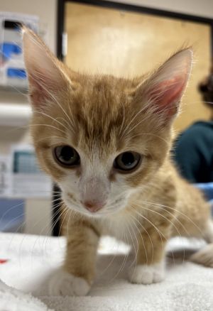 Den, Baby Male Domestic Short Hair