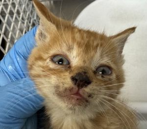 Primary Color Orange Tabby Weight 1875lbs