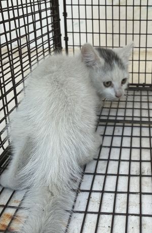 Primary Color White Secondary Color Grey Weight 21875lbs Age 0yrs 0mths 8wks