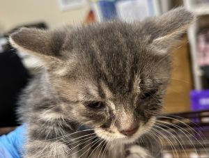 Primary Color Grey Tabby Weight 2375lbs Age 0yrs 0mths 10wks