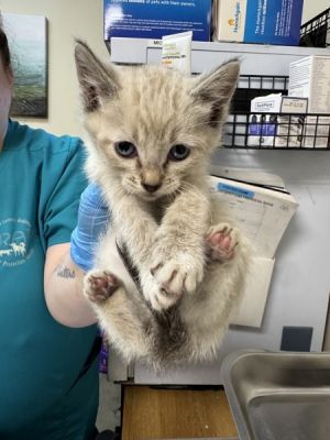 Primary Color Lynx Point Secondary Color White Weight 184375lbs Age 0yrs 0mths 8wks