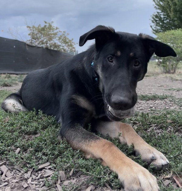 Stormy, an adoptable Shepherd in Salem, OR, 97301 | Photo Image 1