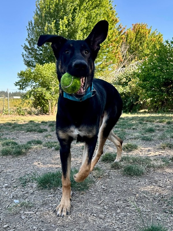 Stormy, an adoptable Shepherd in Salem, OR, 97301 | Photo Image 2