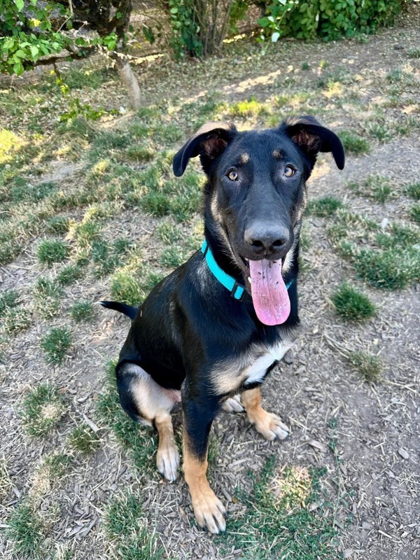 Stormy, an adoptable Shepherd in Salem, OR, 97301 | Photo Image 3