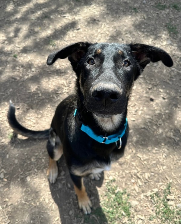 Stormy, an adoptable Shepherd in Salem, OR, 97301 | Photo Image 4