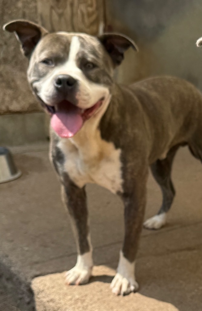 Luca, an adoptable Pit Bull Terrier in Hastings, NE, 68901 | Photo Image 1