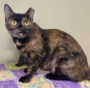 Millie Domestic Short Hair Cat