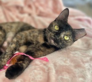 Millie Domestic Short Hair Cat