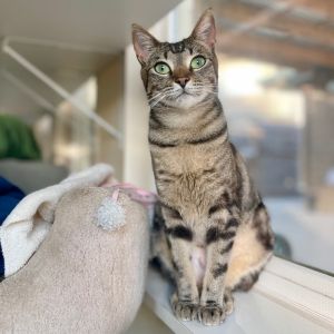 Willow Domestic Short Hair Cat
