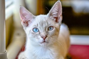 Ricochet, Baby Male Siamese