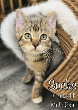 Socks, Baby Male Domestic Short Hair