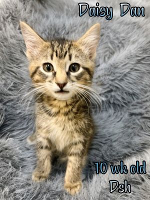 Daisy Dan, Baby Male Domestic Short Hair