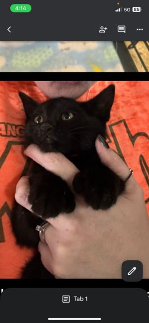 Aries, Baby Male Domestic Short Hair