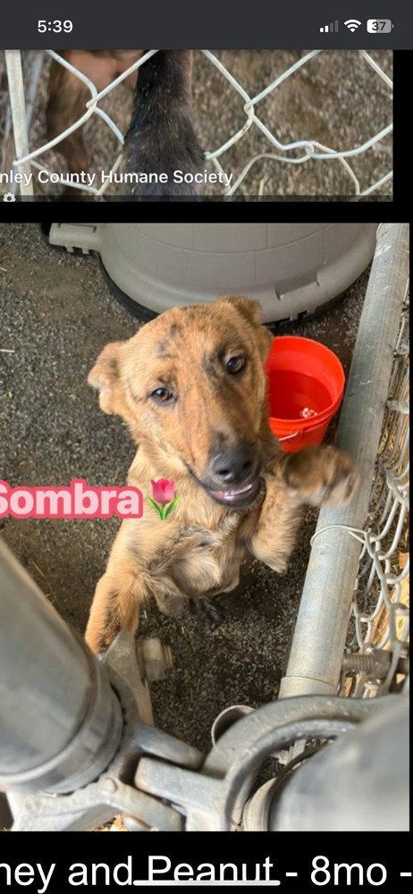 Sombra