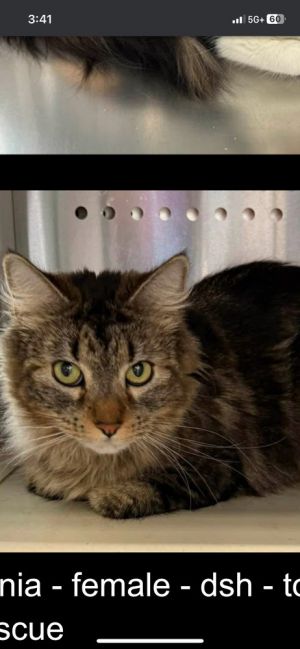 Honey Bun, Adult Female Domestic Long Hair