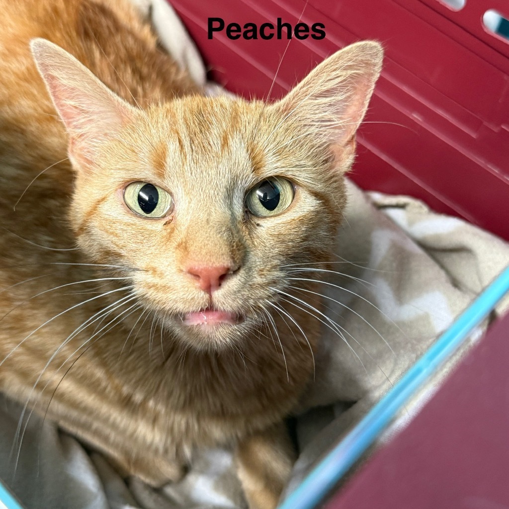 Peaches