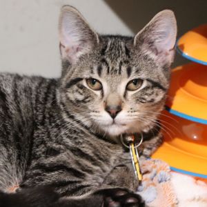 Isopod, Baby Male Domestic Short Hair