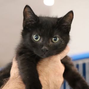 Lampray, Baby Male Domestic Short Hair