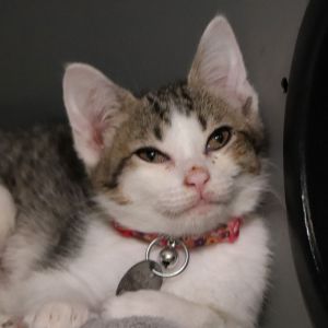 Demeter, Baby Female Domestic Short Hair