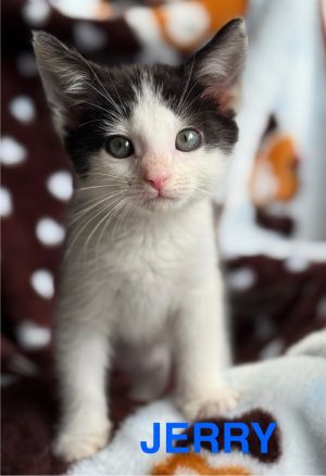 Spencer, Baby Male Domestic Short Hair