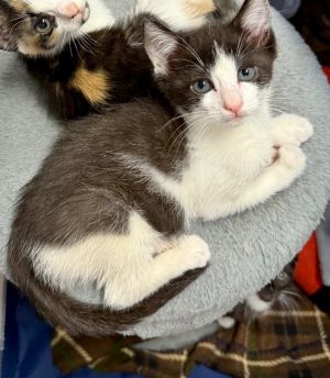 Croc K, Baby Female Domestic Short Hair
