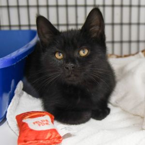 Tinkerbell, Baby Female Domestic Short Hair