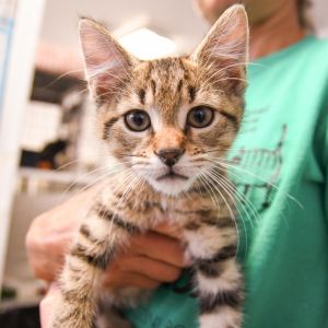 Murray, Baby Male Domestic Short Hair