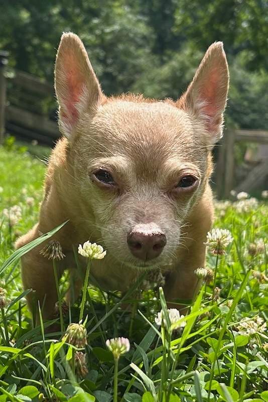 Rosco