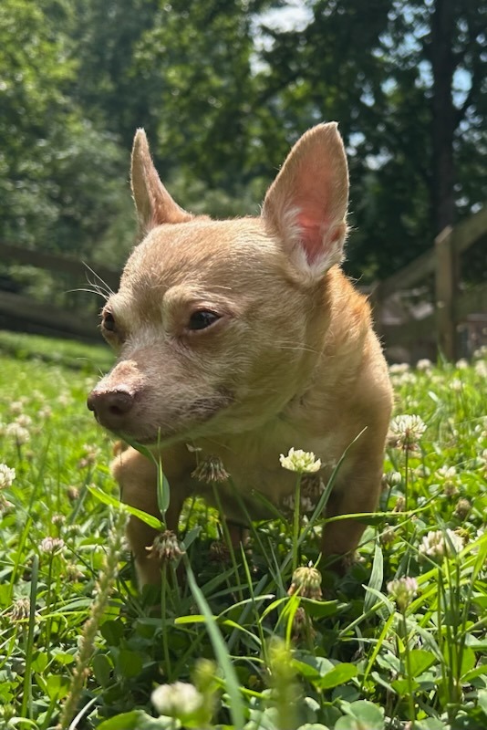 Rosco